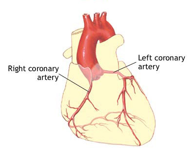 Coronary artery balloon angioplasty - series: Normal anatomy